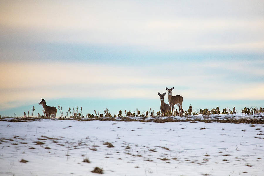 Winter Whitetails Photograph by Denise Kopko