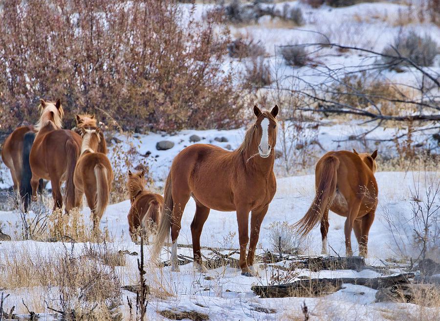 Winter Wild Horses Photograph by Lynn Hopwood
