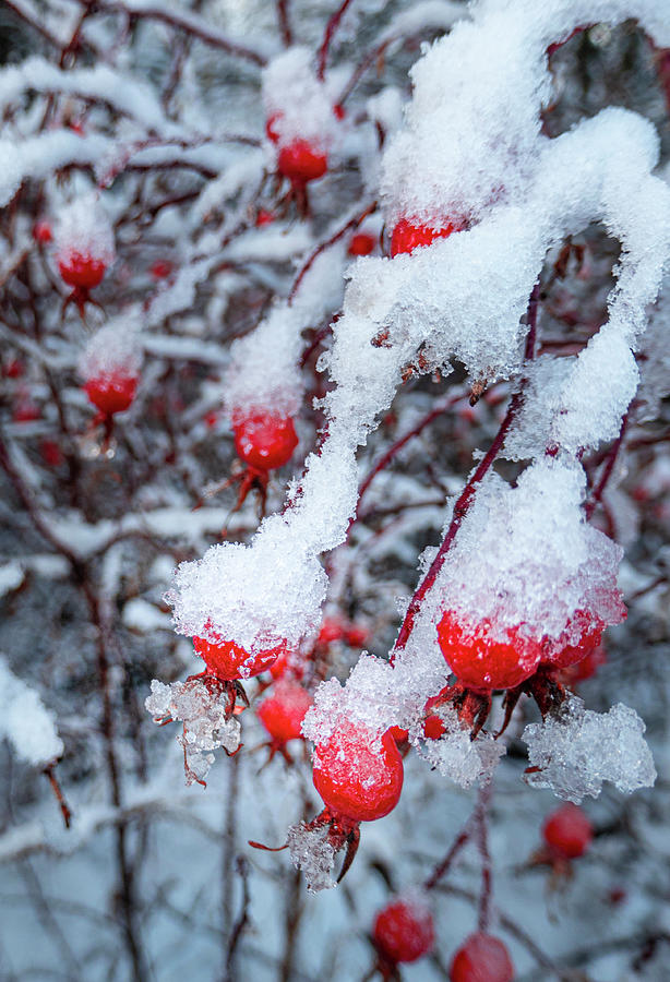 Winter Photograph - Winter Wild Rose Bushes In Snow by Phil And Karen Rispin