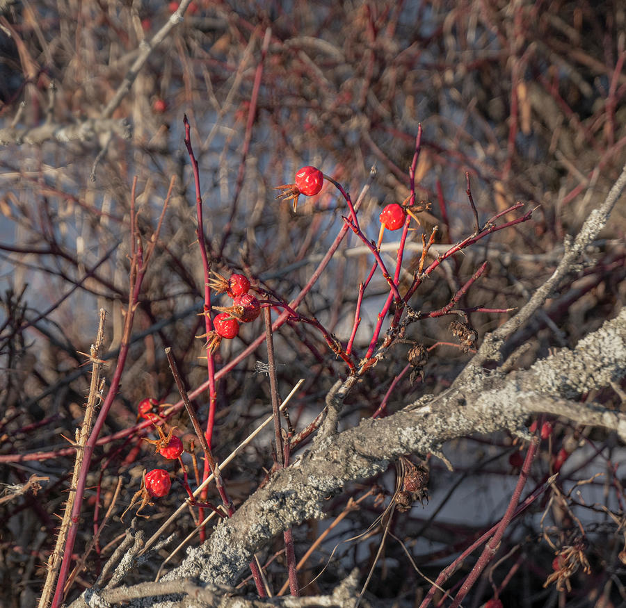Winter Photograph - Winter Wild Rose Hips by Phil And Karen Rispin