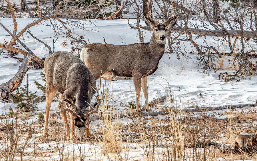 Winter Wildlife Photograph by Marcy Wielfaert