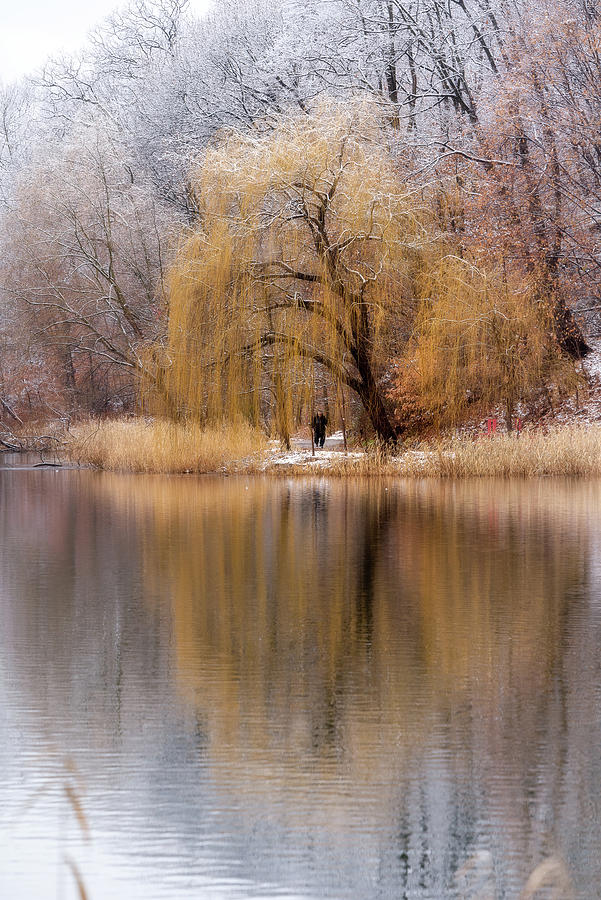 Winter Willow Photograph by John Randazzo