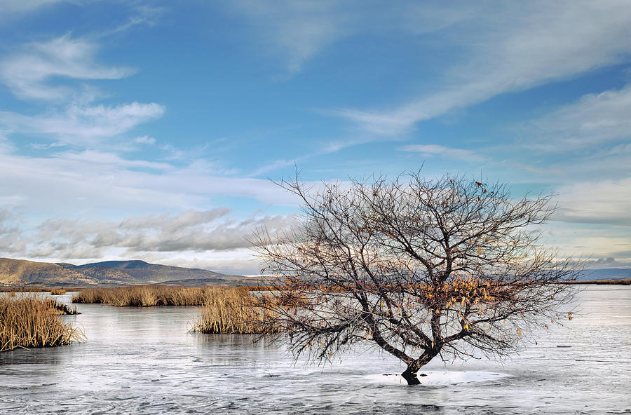 Winter Willow On A Frozen Lake Photograph
