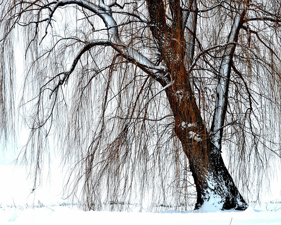 Winter Willow Photograph by Susie Loechler