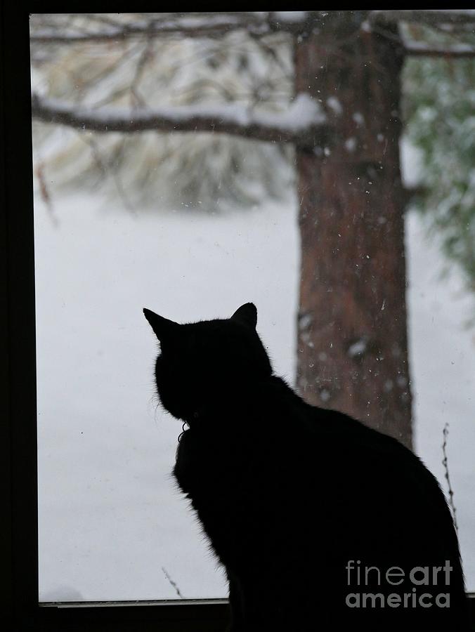 Winter Window View Photograph by On da Raks