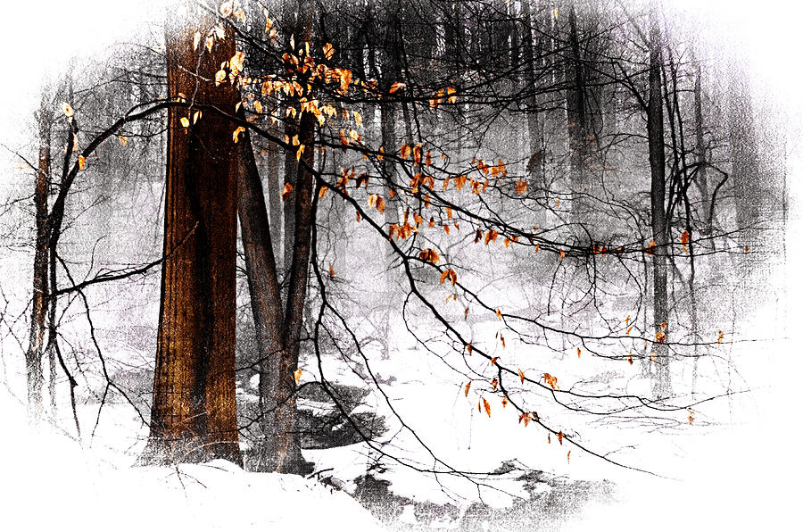 Winter-Winter Scene Photograph by Judy Wolinsky