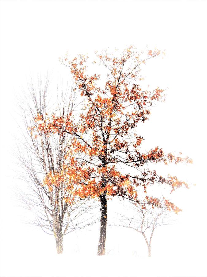 Winter with Autumn Leaves  Photograph by Lori Frisch