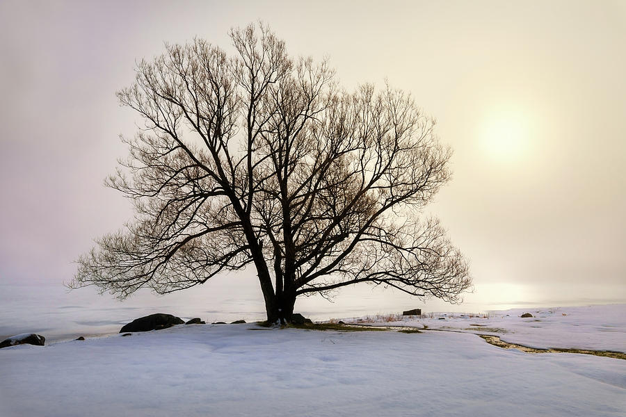 Winter With Tree a9660 Photograph by Greg Hartford
