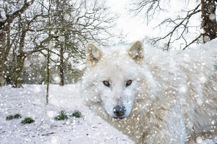 Winter Wolf Landscape Photograph by Gareth Parkes