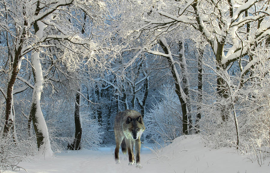 Winter Wolf Mixed Media by Movie Poster Prints
