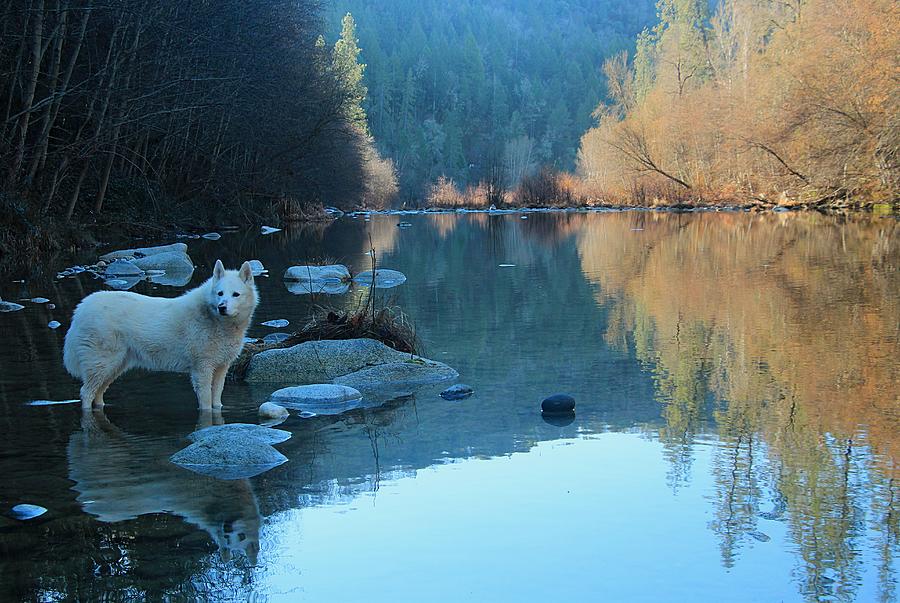 Winter Wolf on The Yuba Photograph by Sean Sarsfield