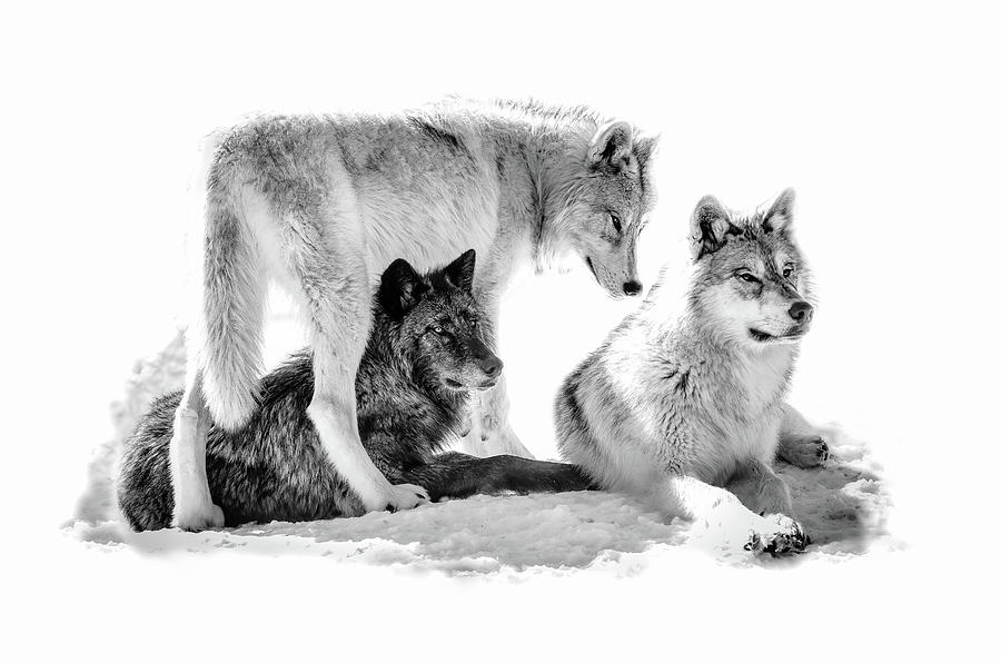 Winter Wolf Pack Photograph