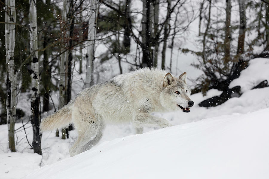 Winter Wolf Photograph by Wes and Dotty Weber