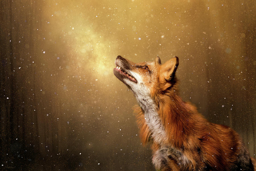 Fox Digital Art - Winter Wonder by Nicole Wilde