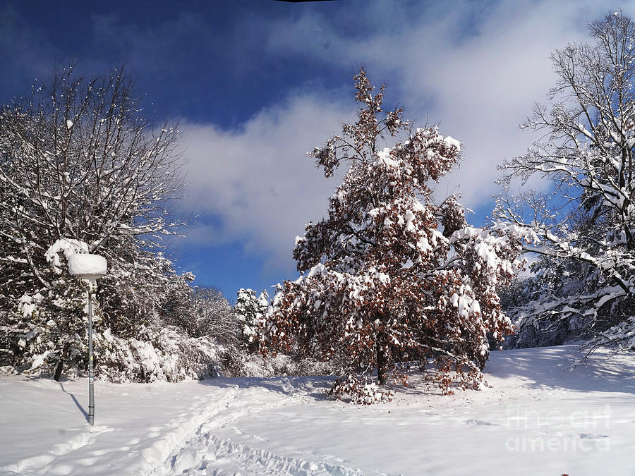 Winter Wonderland 19 Photograph by Rudi Prott