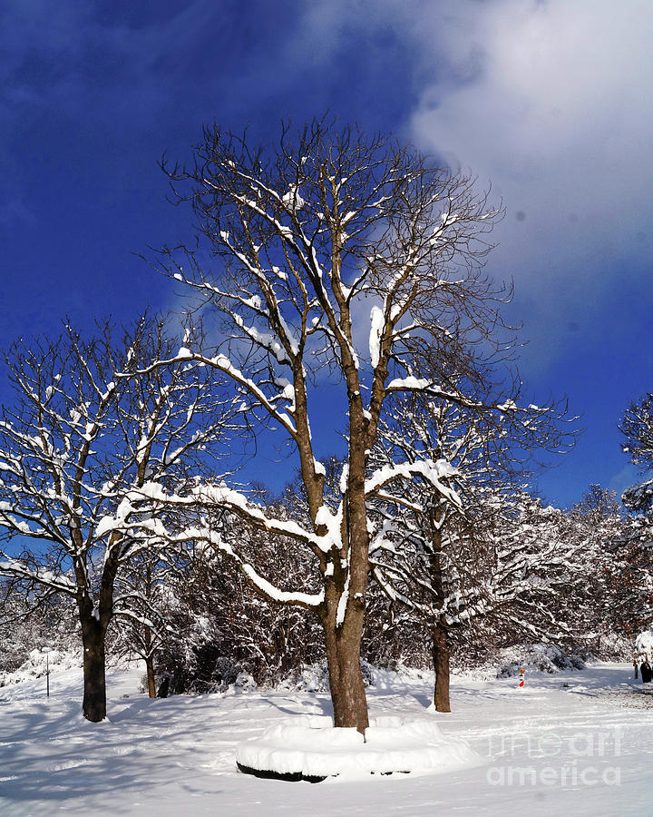 Winter Wonderland 24 Photograph by Rudi Prott