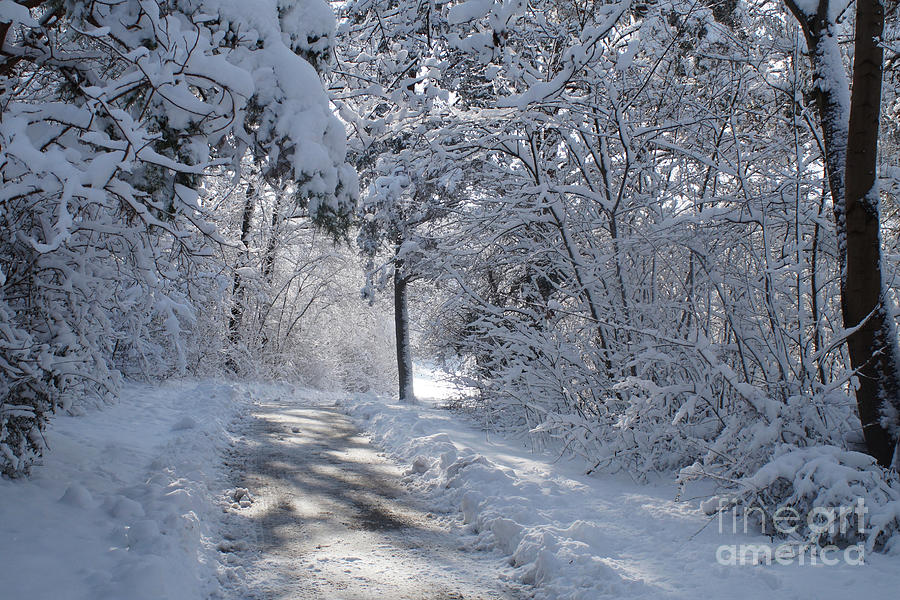 Winter Wonderland 4 Photograph by Rudi Prott