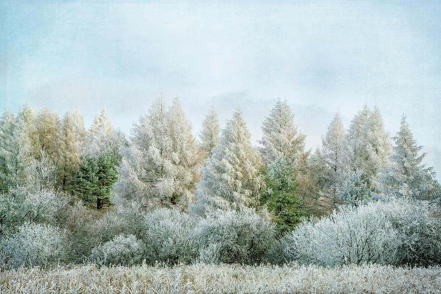 Winter Wonderland Photograph by Brooke T Ryan
