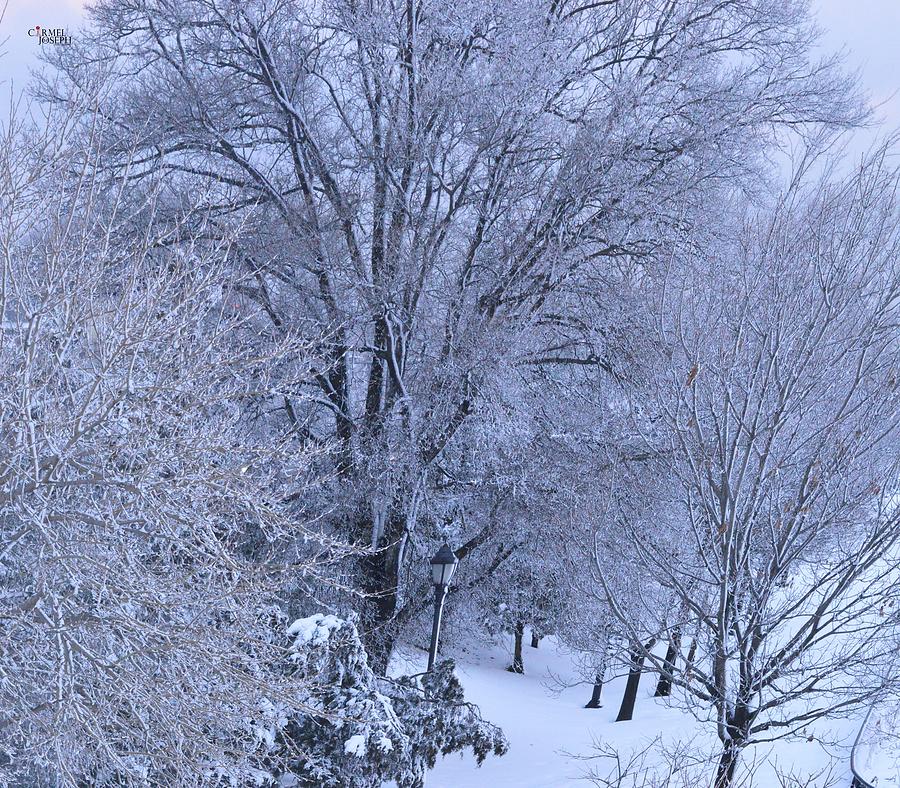 Winter Wonderland  Photograph by Carmel Joseph