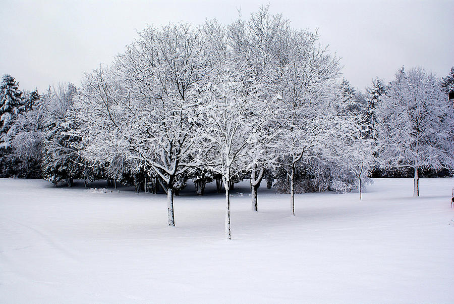 Winter Wonderland Photograph by Deb Beausoleil