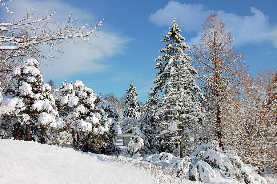 Winter Wonderland  Photograph by Elaine Manley
