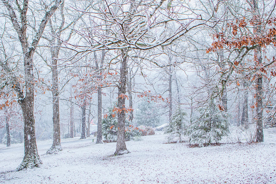Winter Wonderland Photograph by Ester McGuire