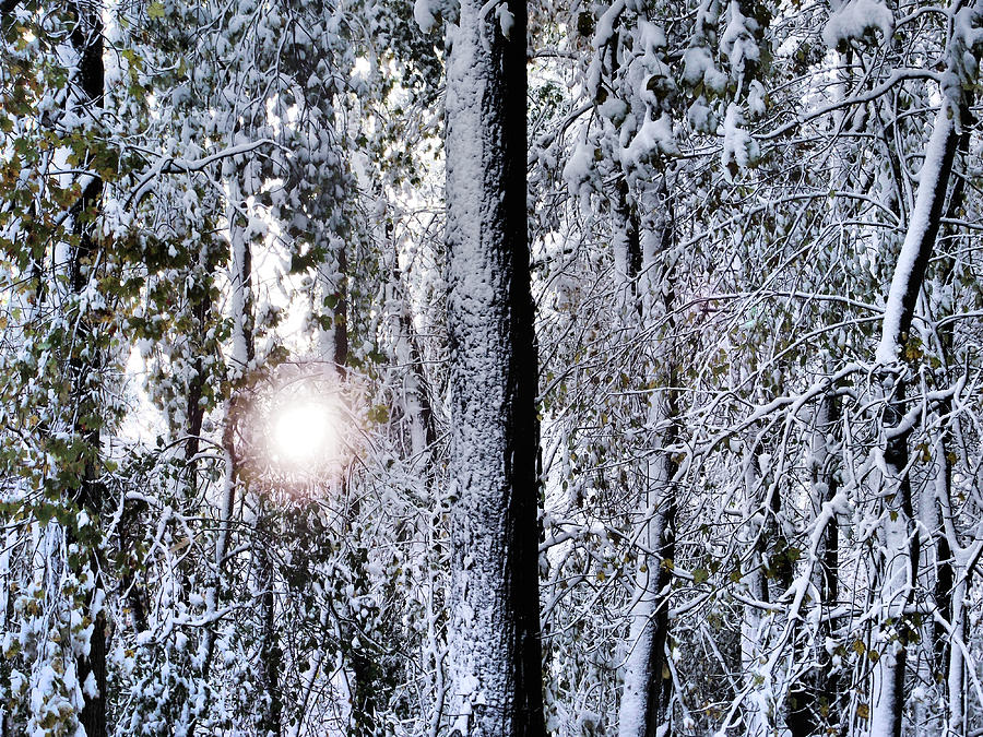 Winter Wonderland Photograph by Geoff Jewett