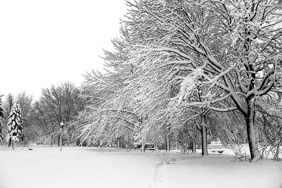 Winter Wonderland in Black and White Photograph by Nicola Nobile