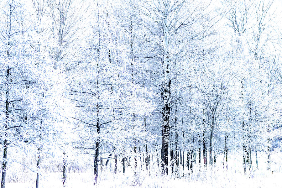 Winter Wonderland Photograph by Jennifer Jenson - Fine Art America