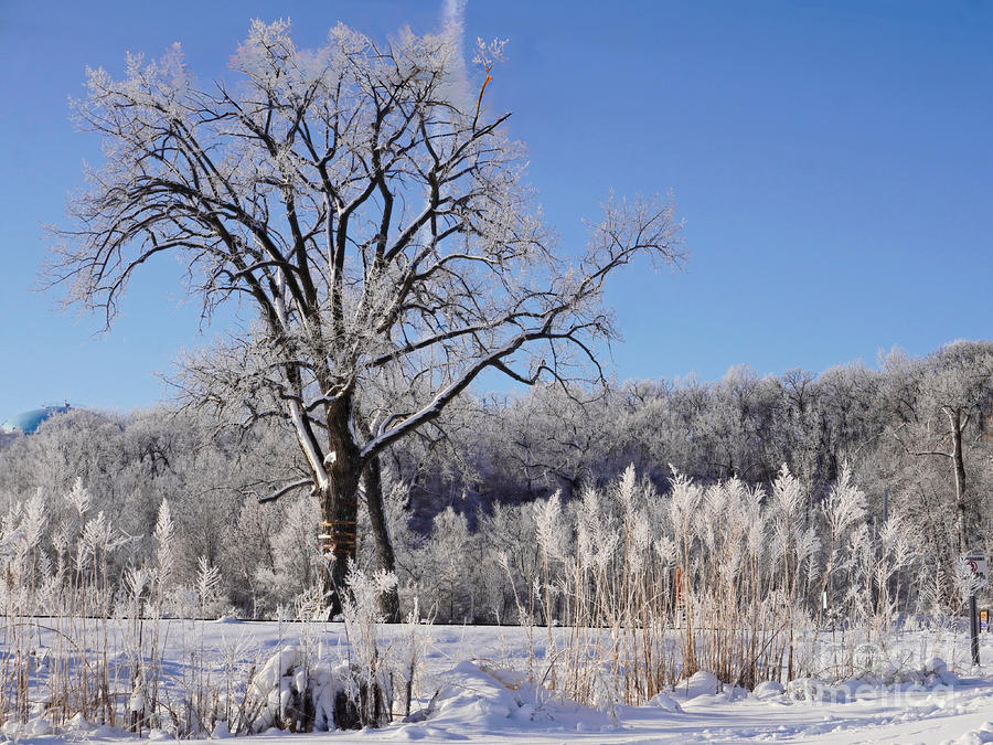 Winter Wonderland Photograph by Kathy M Krause