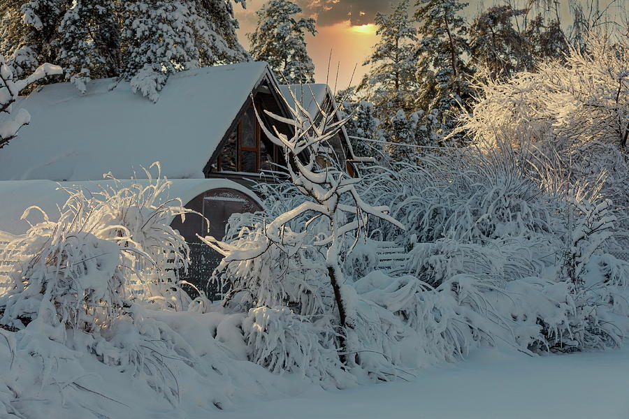 Winter Wonderland/Latvia  Photograph by Aleksandrs Drozdovs