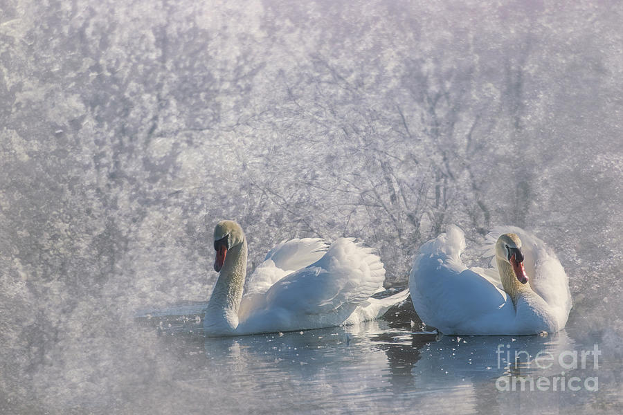 Winter Wonderland Photograph by Mary Lou Chmura