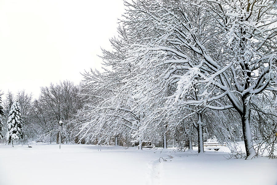 Winter Wonderland Photograph by Nicola Nobile