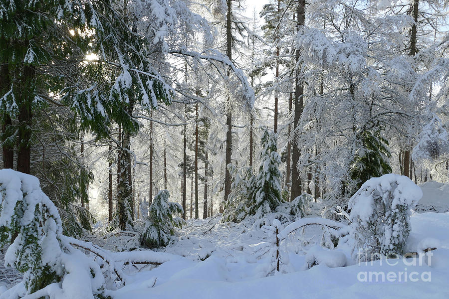 Winter Wonderland Photograph by Phil Banks