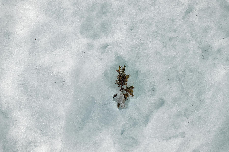 Winter Wonderland Pine Tree Leaves on Snow Photograph by Angelo DeVal