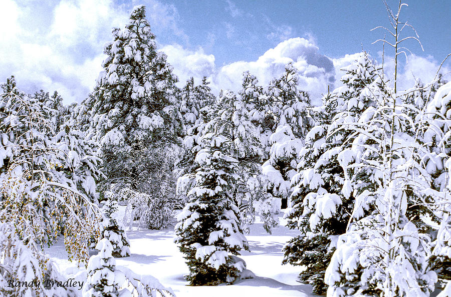 Winter Wonderland  Photograph by Randy Bradley