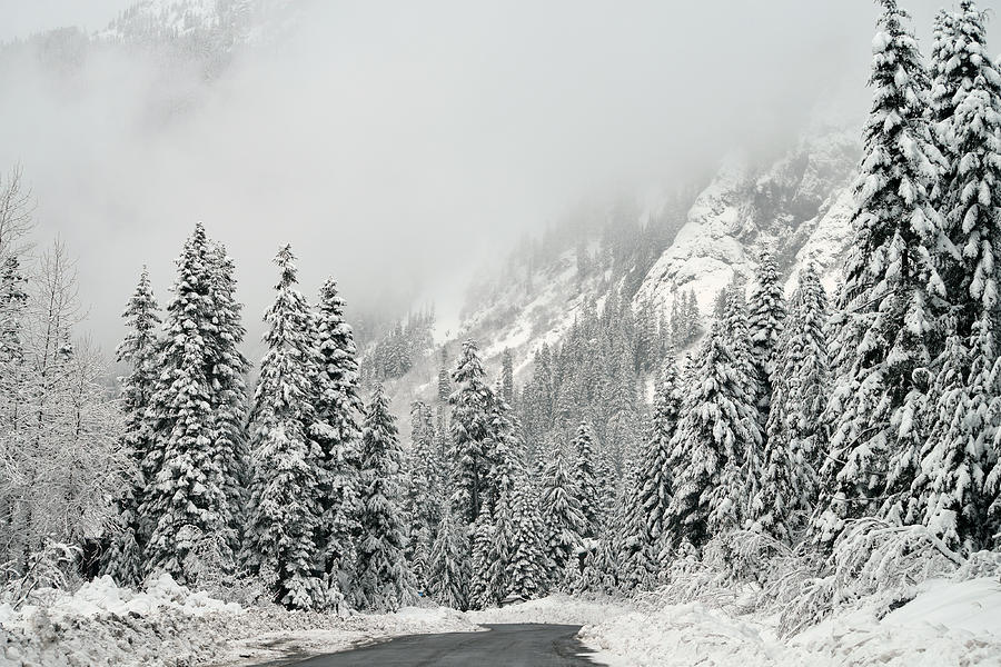 Winter Wonderland Photograph by Robin Dickinson