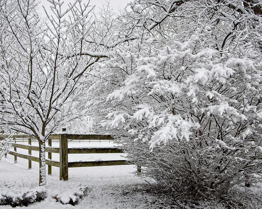 Winter Wonderland Photograph by Ronald Lutz