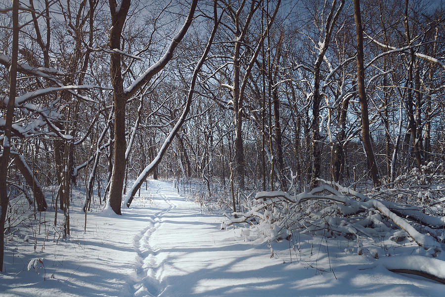 Winter Wonderland Photograph by Scott Norris