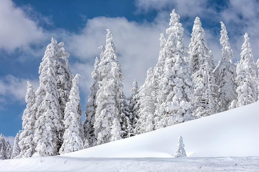 Winter Wonderland Photograph by Stephen Stookey