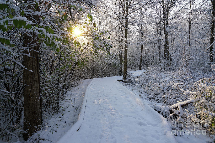 Winter Wonderland Sunlight Photograph by Rachel Cohen
