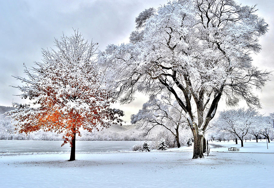 Winter Wonderland Photograph by Susie Loechler