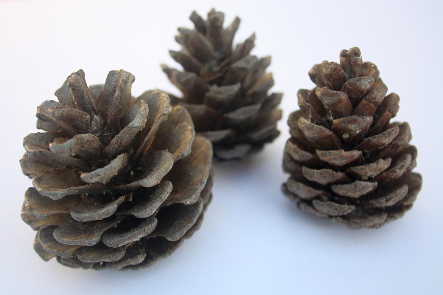 Winter Wonderland Wannabe Minimal Pinecones Photograph by Taiche Acrylic Art