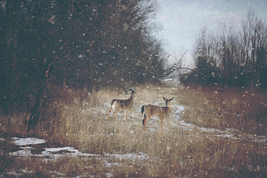 Winter Wonders Photograph by Carrie Ann Grippo-Pike