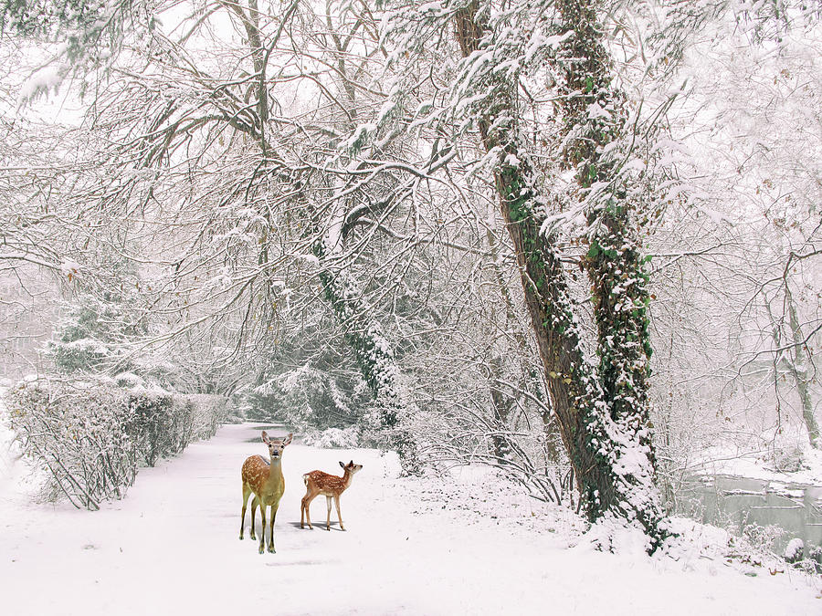 Winter Photograph - Winter Wonders by Jessica Jenney