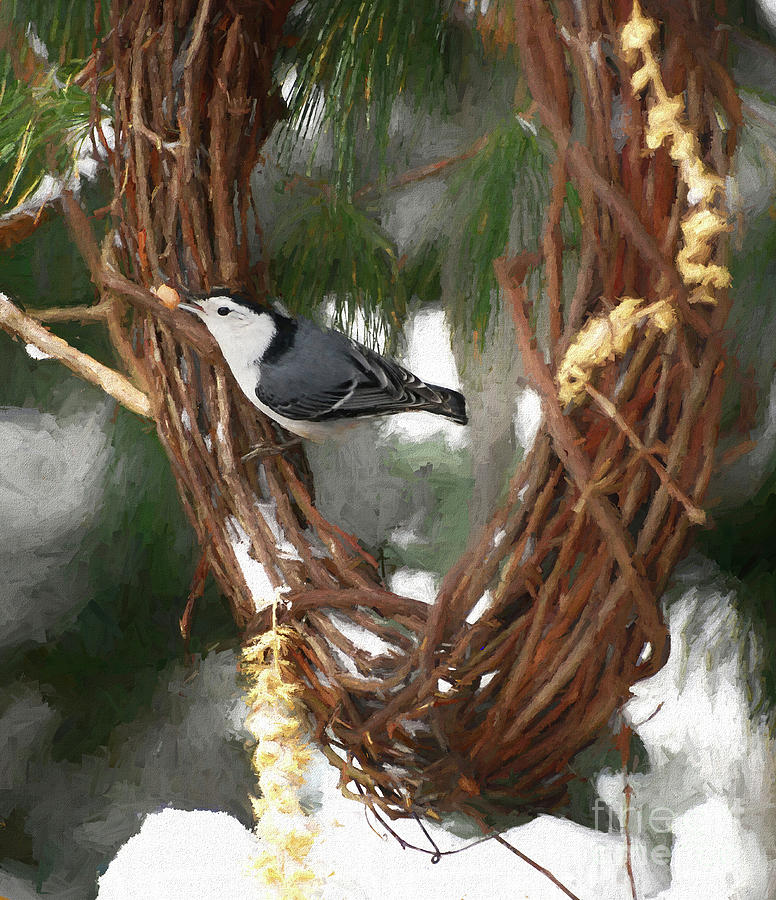 Winter Wonders - White-breasted Nuthatch Photograph by Kerri Farley