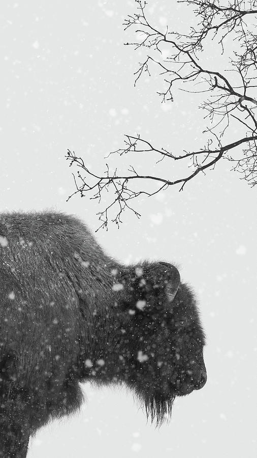 Winter Wood Bison Photograph by Scott Slone