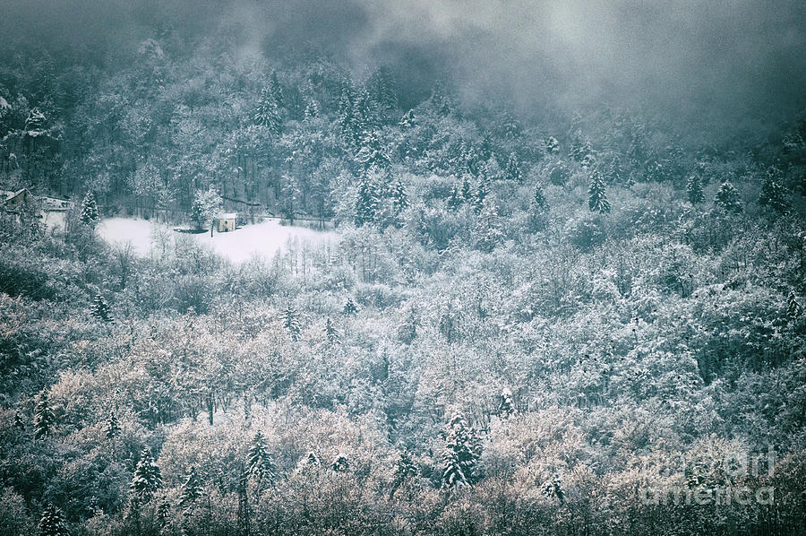 Winter wood Photograph by Silvia Ganora