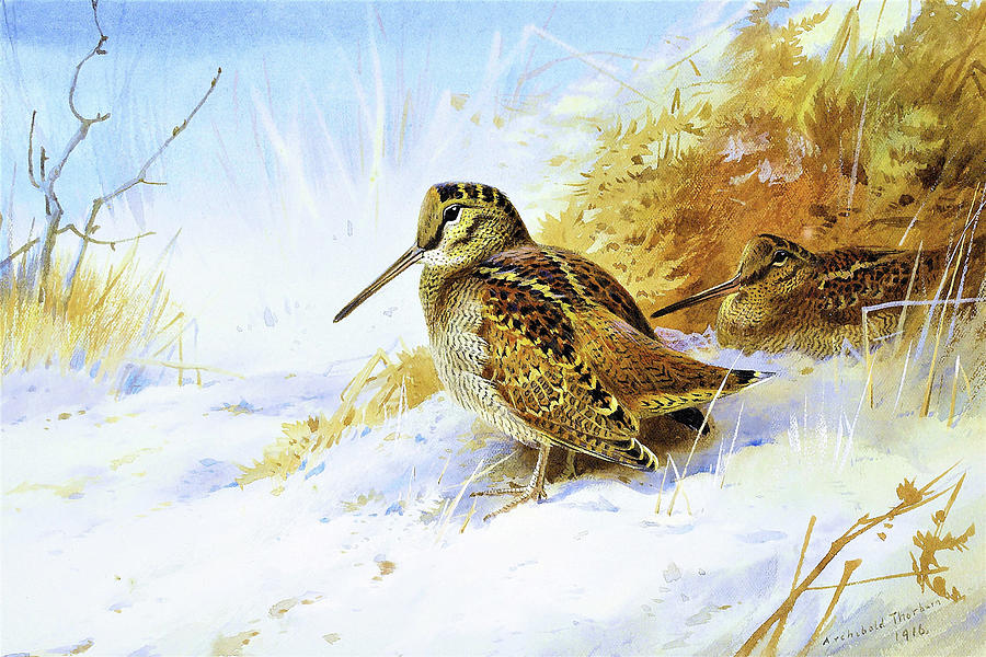 Archibald Thorburn Painting - Winter Woodcock - Digital Remastered Edition by Archibald Thorburn