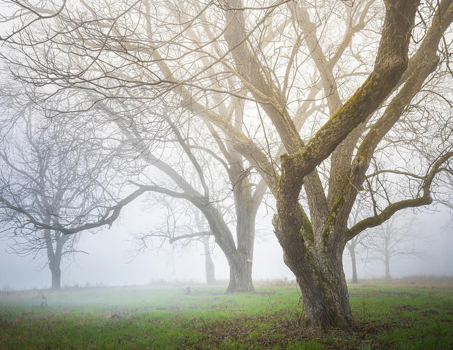 Winter Woodland In Fog Photograph by Jordan Hill